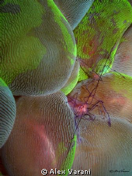 vir philippinensis on colourfull plerogyra sinuosa by Alex Varani 
